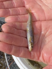 Phenacobius teretulus