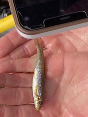 Phenacobius teretulus