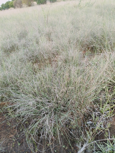 Blue Love Grass (Eragrostis chloromelas)