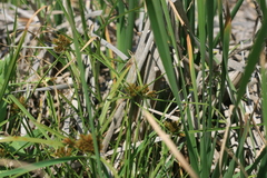 Cyperus polystachyos