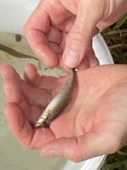 Phenacobius teretulus