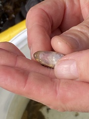 Phenacobius teretulus