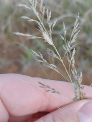 Eragrostis chloromelas