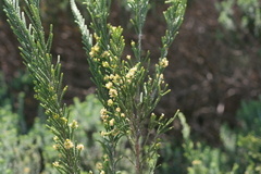 Passerina rigida