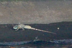 Physignathus cocincinus
