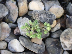 Sedum