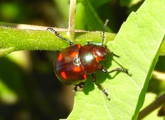 Leptinotarsa behrensi