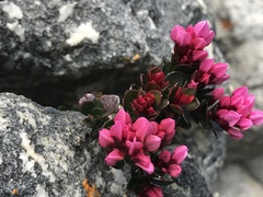 Sonderothamnus speciosus