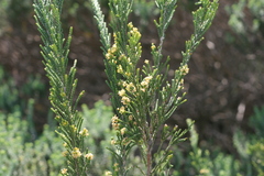 Passerina rigida