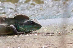 Physignathus cocincinus