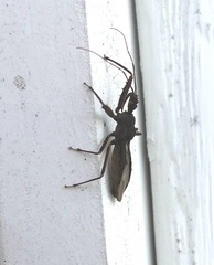 Acholla multispinosa