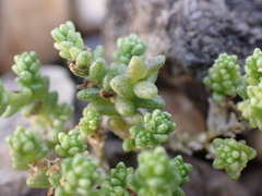 Sedum