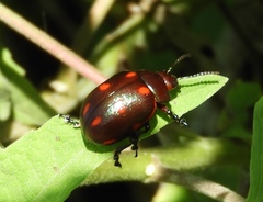 Leptinotarsa behrensi