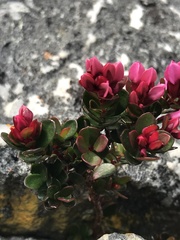 Sonderothamnus speciosus