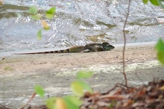 Physignathus cocincinus