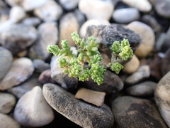 Sedum