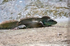 Physignathus cocincinus