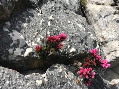 Sonderothamnus speciosus