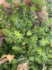 Galium humifusum
