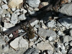 Lycosinae