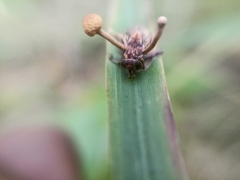 Ophiocordyceps dipterigena