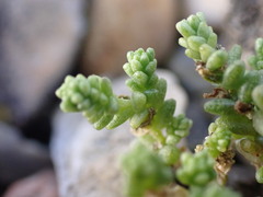 Sedum