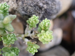 Sedum