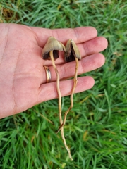 Psilocybe semilanceata