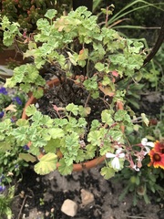 Pelargonium fragrans