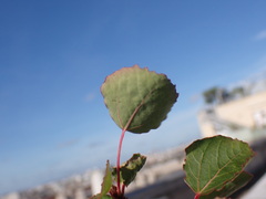 Populus tremula