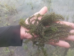 Hydrocharitaceae