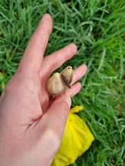 Psilocybe semilanceata