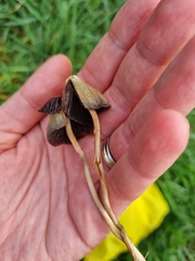 Psilocybe semilanceata