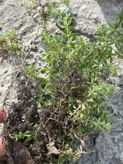 Galium humifusum