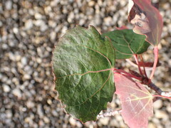 Populus tremula