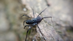 Ischyropsalis luteipes