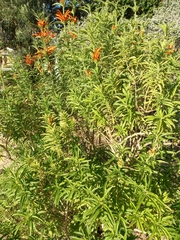 Leonotis leonurus