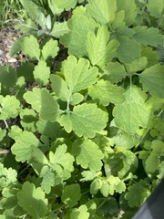Chelidonium majus
