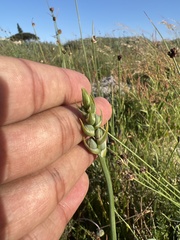 Albuca fragrans