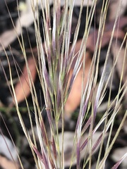 Austrostipa mollis