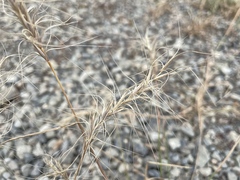 Elymus elymoides