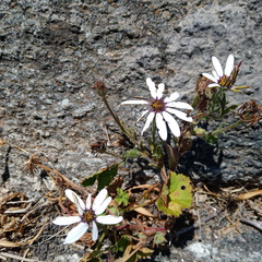 Dimorphotheca pluvialis