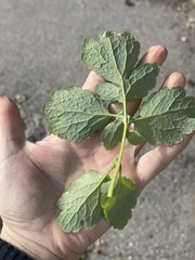 Chelidonium majus