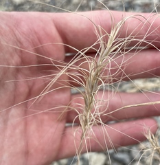 Elymus elymoides