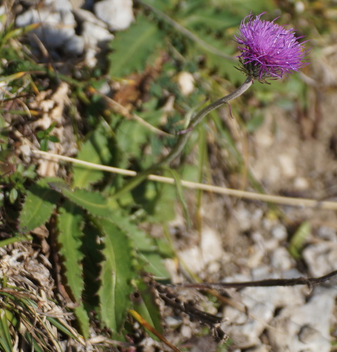 Carduus defloratus