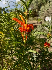 Leonotis leonurus
