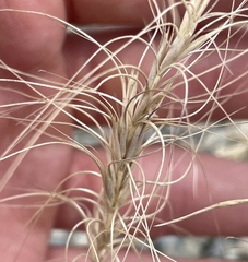 Elymus elymoides