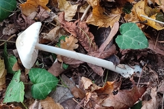 Volvopluteus gloiocephalus