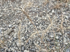 Elymus elymoides
