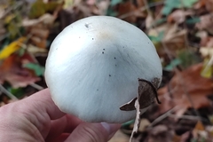 Volvopluteus gloiocephalus